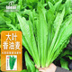 IDEAL理想農(nóng)業(yè) 油麥菜種子大棵無(wú)斑甜脆香油麥籽四季蔬菜種子 約9000粒