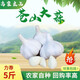山東蒼山大蒜頭今年新鮮大蒜5斤干蒜白皮蒜1斤蘭陵四六瓣大蒜 干蒜頭 1500g