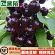 黛陌 櫻桃苗嫁接櫻桃樹(shù)苗美國車(chē)厘子黑珍珠盆栽地栽當年結果南方北方 3年苗(品種留言)