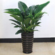 意軒大葉金鉆綠葉子大型綠植室內外栽種四季好養四季常綠禮客廳綠植 大葉金鉆大盆70-80厘米高度 5顆