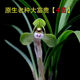 春蘭老種大富貴荷瓣名品蘭花帶花苞矮種植物陽(yáng)臺(tái)室內(nèi)盆栽蘭草苗 不含盆 【包對(duì)版】老種大富貴4苗【關(guān)注