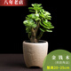 雅卉植物多肉植物新款含盆帶土老樁盆栽植物室內綠植小盆栽盆景 荷韻陶盆[金錢(qián)木] 帶盆栽好