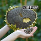 顏曼箐2025年現摘濕葵花盤(pán)新鮮向日葵帶盤(pán)生瓜子毛嗑葵花籽孕婦零食順豐 中盤(pán)（19-22cm） 2朵