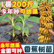 香蕉樹(shù)苗1棵200斤中蕉九號抗寒新品種南北方種植香蕉果樹(shù)苗當年結 收到死苗免費補等于(帶營(yíng)養杯帶 (20-30厘米高)4棵
