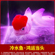 智伴熊 ZIBARBEAR蝶尾金魚(yú)鎏金小金魚(yú)活觀賞魚(yú)小型冷水魚(yú)淡水魚(yú)好養(yǎng)耐活紅獅魚(yú)泰獅 4-6cm鴻運(yùn)當(dāng)頭2條