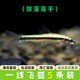活體寵物一線飛狐魚活體 熱帶觀賞淡水寵物草缸工具除絲毛藻油膜黑毛藻 一線飛狐（2-3CM）5條裝
