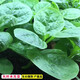 昂?jiǎn)ⅲˋNGQI） 大葉木耳菜種子小青菜陽(yáng)臺(tái)盆栽蔬菜種籽四季種植皇宮菜種子 大葉木耳菜種子原包裝