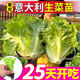 大菜鄉壽光速生意大利生菜苗秧結球大速生結球生菜種子耐抽苔帶土球陽(yáng)臺 意大利生菜苗25棵+送5棵