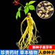 人參種籽子長(cháng)白山野山參人參種子滋補材人參種孑庭院陽(yáng)臺盆栽 人參種子【試種10?！? title=