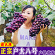 秦人農(nóng)匠 正宗戶太八號(hào)【順豐空運(yùn)】陜西戶縣葡萄新鮮滬太8號(hào)西安特產(chǎn)禮盒 5斤 精選裝