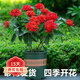 歐悟米蘭花盆栽花卉植物室內(nèi)四季開花帶花苞濃香茉莉花苗盆景驅(qū)蚊綠植 龍船花35-50cm高【帶花】加侖盆