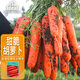 IDEAL理想農(nóng)業(yè) 胡蘿卜種子新黑田紅筍種籽家庭陽(yáng)臺(tái)易種蔬菜胡蘿卜種子