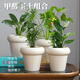 京云夢(mèng)金鉆綠春羽袖珍椰子天堂鳥(niǎo)四季好養去甲醛/甲醛衛士組合源頭直發(fā)