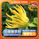 沐瑾云南新鮮佛手果柑香櫞黃色佛手水培觀(guān)賞清供把玩聞香食用現貨速發(fā) 2斤丨優(yōu)選-含箱 果型隨機-青果-不帶樹(shù)枝-普運