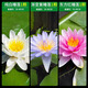 勝畫(huà)水草植物魚(yú)缸專(zhuān)用造景睡蓮水培植物和魚(yú)共養帶花苞一葉蓮水生花卉 多彩睡蓮套餐一