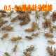 KERRY蟋蟀活體爬寵食物白蟋蟀蛐蛐蜥蜴守宮鬃獅蜘蛛蝎子糧食活食櫻桃紅 0.3-0.8cm白蟋蟀60只