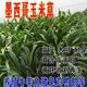 墨西哥玉米草種子耐熱高產(chǎn)牧草種子養牛羊魚(yú)草種籽蘇丹草草籽批發(fā) 進(jìn)口墨西哥玉米草 1斤裝【當季新種子高芽率】