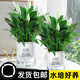 綠有意白掌盆栽一帆風(fēng)順?biāo)嘀参锸覂?nèi)好養(yǎng)花卉綠植水養(yǎng)四季開花植物盆栽 【2盆主圖款】白掌6-8株 含盆