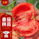 北蔬 番茄苗帶土西紅柿秧苗蔬菜苗 普羅旺斯番茄苗6棵源頭直發(fā)包郵