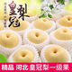 爾蝶新鮮皇冠梨10斤現(xiàn)摘當(dāng)季水果河北皇冠梨脆甜多汁皮薄超甜脆梨 精品皇冠梨9斤裝 凈重8.5斤