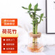 墨一室內(nèi)水培荷花竹火山瓶盆景植物室內(nèi)擺件 荷花竹火山瓶 源頭直發(fā)
