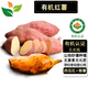 有機(jī)紅薯3斤5斤 煙薯西瓜紅地瓜烤薯山東有機(jī)認(rèn)證孕老健康食材 3斤裝-中果