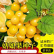 蓿蕾菇娘果種子黃紅姑娘果籽陽(yáng)臺盆栽燈籠果百香果羊奶果人參果特大果 黃姑娘果1包約1000粒原彩包裝