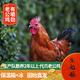 南山秋色固始雞笨雞 新鮮農家散養五谷土雞走地凈膛保溫箱裝 老公雞3.5斤以上