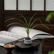 八芽海島羅漢松指尖微型盆栽桌面小綠植迷你拇指好養(yǎng)植物源頭直發(fā)包郵 迷你酒瓶蘭（拇指白盆） 陶瓷盆-帶盆栽好
