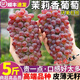 夢茜兒順豐 東北茉莉香葡萄 無籽5斤新鮮水果郁金香提子現(xiàn)摘 4斤 精選 順豐快遞（5-8串）