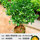 壹植小青檸樹苗海南青桔香水檸檬苗金桔盆栽室內(nèi)客廳陽臺(tái)果樹果苗四季 海南小青桔樹苗40-60cm1棵-單植物 40cm(含)-50cm(不含)