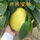 正宗安福蠶子金蘭柚樹(shù)苗江西萍鄉柚子果苗井岡山白心金蘭柚蜜柚苗 5年苗【樹(shù)形好】