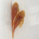 黃金大胡子魚(yú)大帆紅藍眼胡子24K胡子除藻工具魚(yú)清潔魚(yú) 黃金胡子6-7cm(公)2條