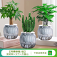 綠有意綠蘿籮發(fā)財樹(shù)綠植盆栽花卉室內吸除甲醛桌面水培懶人植物四季好養 特惠3盆】發(fā)財樹(shù)+文竹+萬(wàn)重山