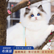 喵然心動(dòng)純種布偶貓幼貓血統(tǒng)家養(yǎng)寵物貓活體幼崽仙女毛藍(lán)眼小貓 寵物級 【純種布偶貓】