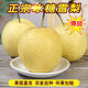 果益壽雪花梨【JD閃送】冰糖雪梨9斤應季新鮮水果梨子年貨禮盒物品 3斤單果250g+嘗鮮裝