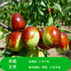 大棗樹(shù)苗特大紅棗樹(shù)苗棗樹(shù)活苗冬棗苗南北方種植果樹(shù)苗當年結果 早脆王棗樹(shù)苗6年苗【當年結果】 5年棗樹(shù)苗當年結果