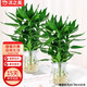 沭之美 觀(guān)音竹無(wú)土栽培水培綠植 觀(guān)音竹3株+冬瓜玻璃瓶【2套】源頭直發(fā)
