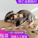 澳洲蜜袋鼯蜜袋活體幼崽蜜袋鼬口袋寵物小飛鼠好養(yǎng)活粘人糧食 普色奶蜜(28-30天) 公