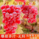 新品種爬藤王葡萄樹苗長藤大粒無核葡萄樹滕王葡萄樹庭院果樹苗 爬藤王【紅寶石】 十五年苗【一顆裝】全家吃不了