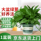 雙盟綠蘿盆栽除甲醛花卉綠植辦公室新房凈化空氣180加侖1盆裝源頭直發(fā)