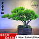 卓美御庭百年老樁黃楊盆景真樹室內(nèi)玄關(guān)客廳庭院綠植擺件造景原生名貴盆栽 黃楊16號