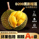 什果樂黑刺榴蓮（D200）馬來西亞進口帶殼整果冷凍液氮水果 優(yōu)享果3.1-3.6斤（保5房）