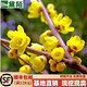 黛陌梅花苗造型盆景四季梅花樹(shù)苗梅花小苗庭院盆栽地栽梅花 臘梅 2年苗