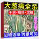 植翠大蔥病全治大蔥干尖靈微生物菌劑韭菜黃葉病灰霉病葉子干枯發(fā)黃藥 五袋【體驗(yàn)裝】
