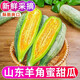 山東羊角蜜2025甜瓜新鮮時(shí)令水果現摘現發(fā)當季脆甜香蜜瓜整箱包郵 【頭茬羊角蜜】5斤|精品嘗鮮