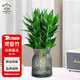 花翁水培植物桌面居家盆栽花卉綠植源頭直發(fā)觀音竹3棵+菱格布袋灰