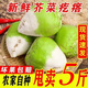 【現挖現發(fā)】新鮮大頭菜芥菜疙瘩農家自種綠色芥菜下飯菜腌咸菜 5斤新鮮芥菜疙瘩【精選】