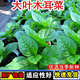 大葉木耳菜種子小青菜陽(yáng)臺盆栽菜種蔬菜種籽四季易種植爬藤菜種籽 大葉木耳菜種子【1包 約30?！? title=