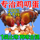 防雞啄蛋藥神器專(zhuān)治互吃雞蛋啄蛋啄羽啄肛補維生素營(yíng)養不良用飼料 200%不再啄:特效【買(mǎi)3送2】5袋裝